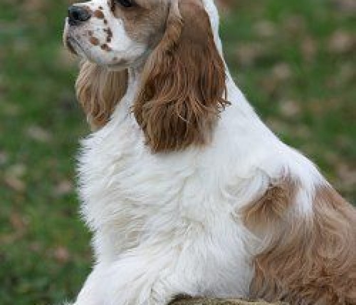 American Cocker Spaniel