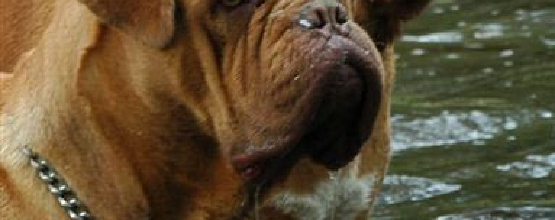 Dogue de Bordeaux