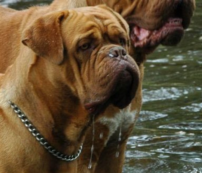 Dogue de Bordeaux