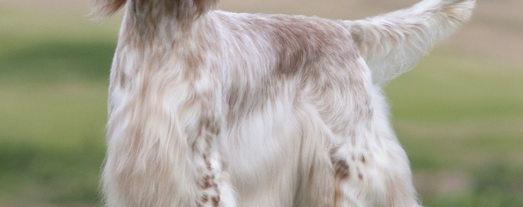 English Setter