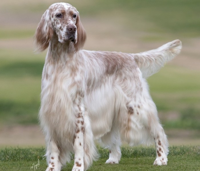 English Setter