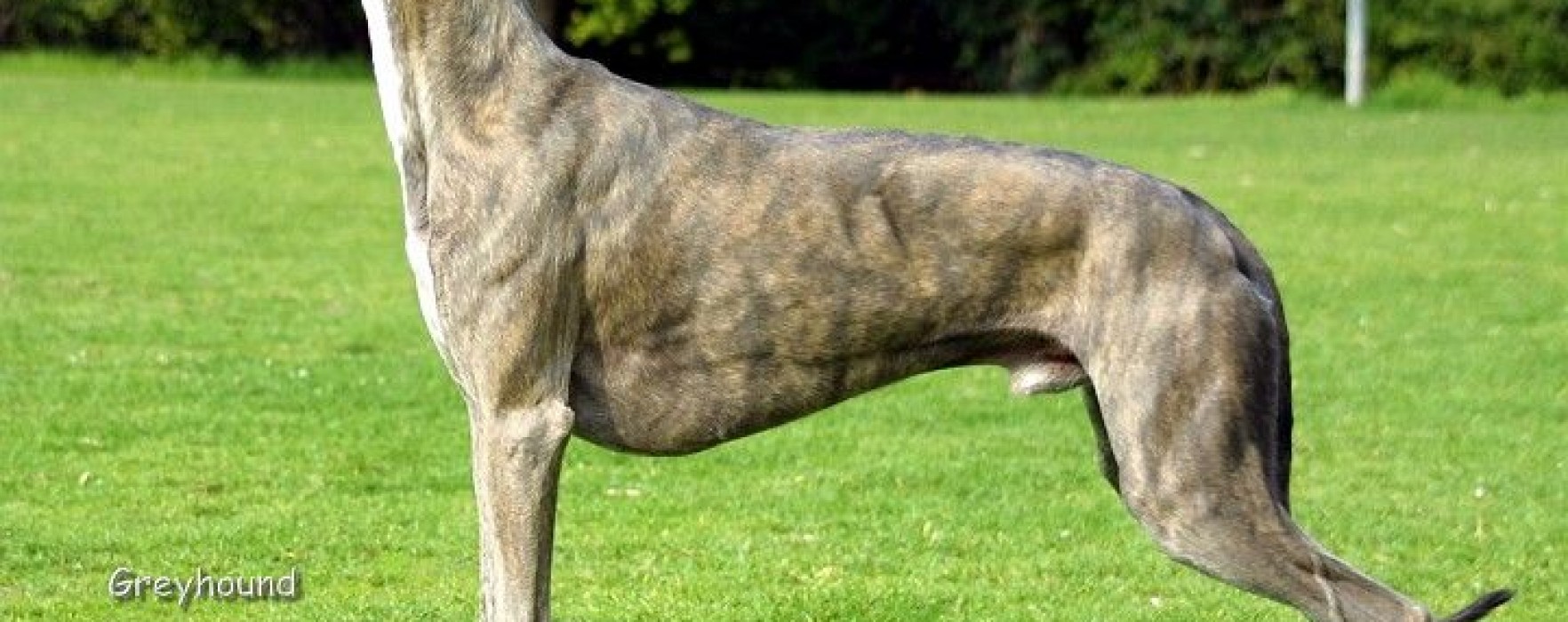 Grey Hound