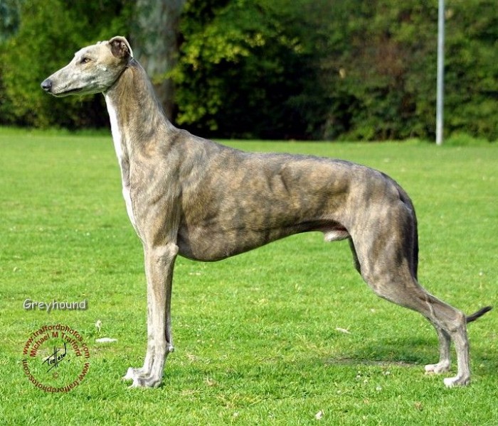 Grey Hound