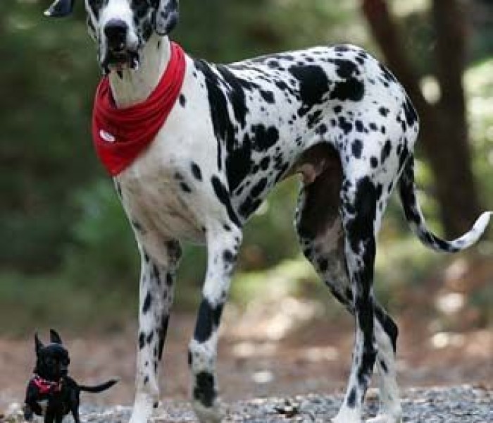 Great Dane