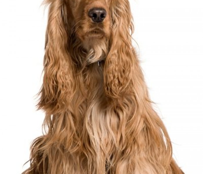 English Cocker Spaniel