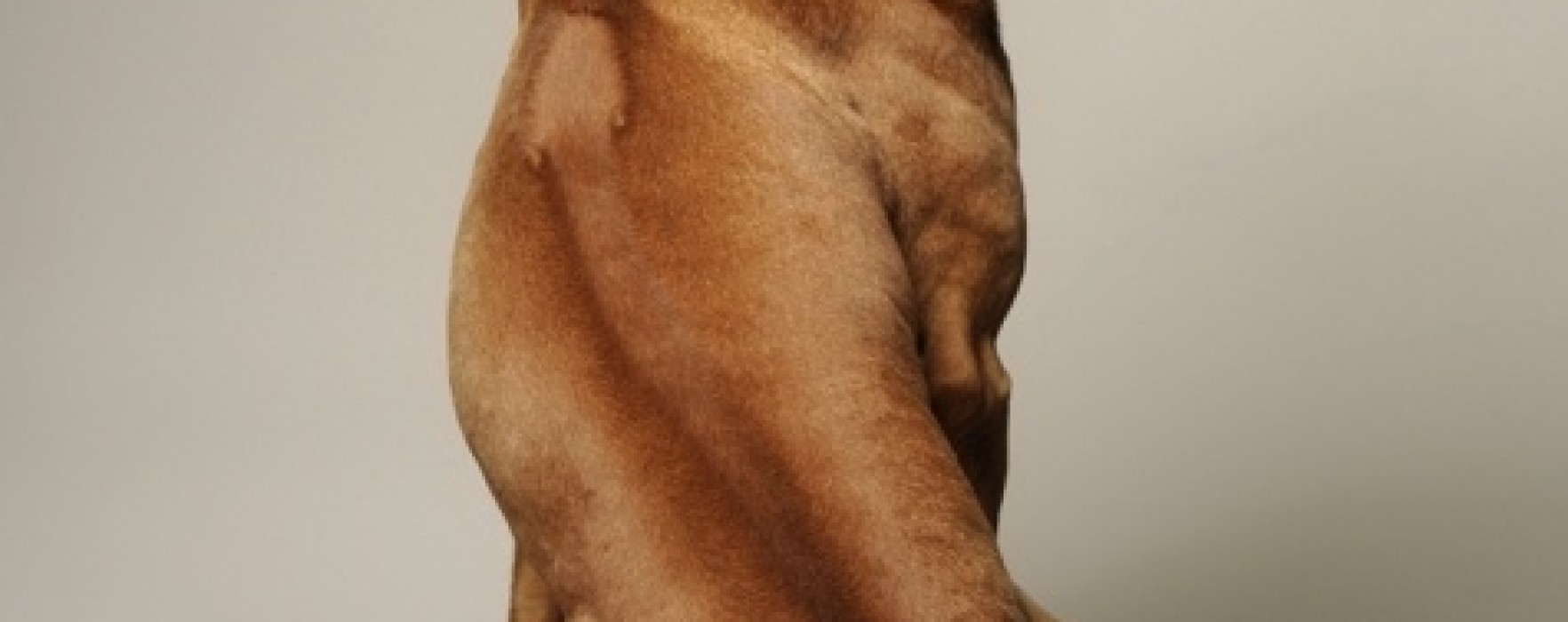 Rhodesian Ridgeback