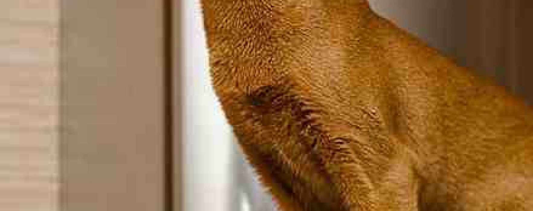 Abyssinian