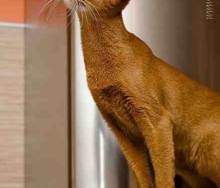 Abyssinian